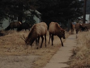 Elk graze in Estes Park--no need for a lawn mower here!